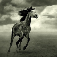 Black and White Arabian