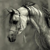 Contemplation