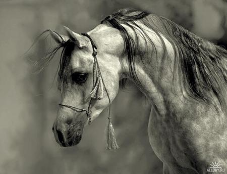 Contemplation - horses, arabian, grey, dappled grey