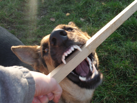 dog playing - bite, teeth, angry, dog