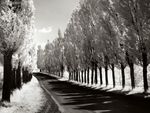 Lombardy Poplars New York Near Geneva