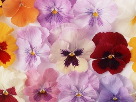 Flowers for Fran - flowers, little flowers, red, lilac, colourful, orange, with love