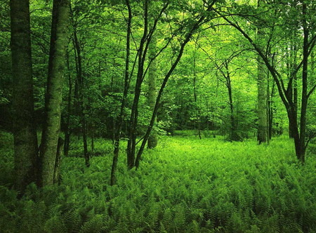 beauty greenfields - nature, trees, landscape, field, grass