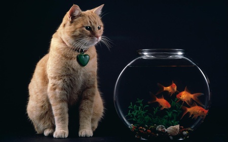 Temptation - goldfish, nature, temptation, cat, animals