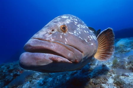 Close Encounters - mouth, sea fish, blue, fins, eyes, spots