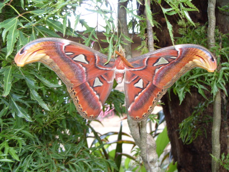 Atlas Moth - colourful, moth, northern thailand, giant