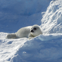 Save Our Seals