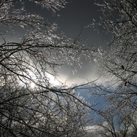 Frozen trees