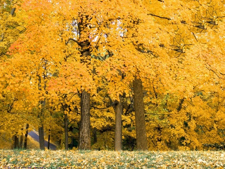 beautiful autumn forest - nature, autumn, yellow, forest, beautiful