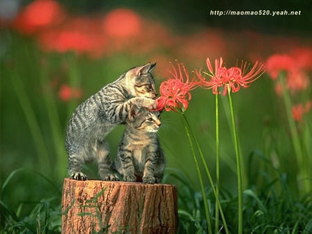 and kitten for Cinzia - sweet, flowers, pets, cute, kitten