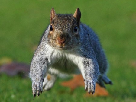 Flying Squirrel - flying, picture, cool, squirrel