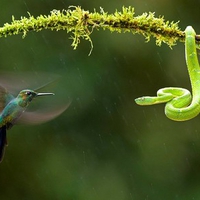 Bird versus Snake