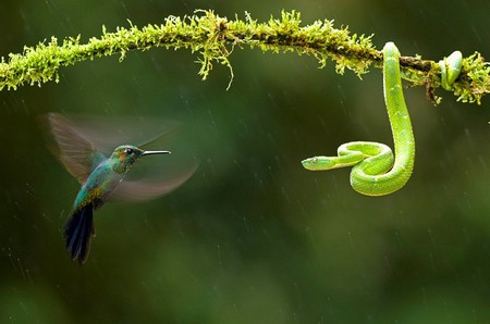 Bird versus Snake - cool, picture, snake, hummingird, green