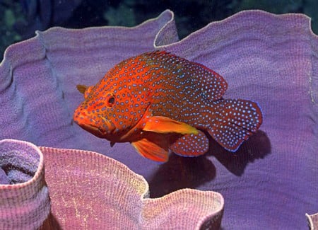 Dotted Fish