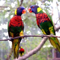 Colorful Parrots