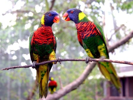 Colorful Parrots - beautiful, parrots, picture, colorful