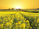 Yellow field