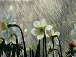 Flower and rain