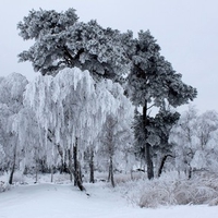 FROSTY TREES