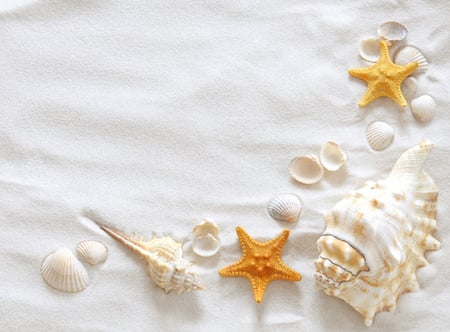 shells - nice, stars, cool, beautiful, shells, sand, sea