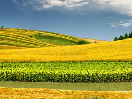 Spring field - nature, field, flower, spring