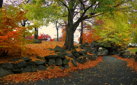 autumn serenity - path, trees, autumn, leaves, way