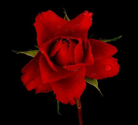 just a rose - alone, red, art photo, rose, still life