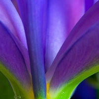 Purple petals