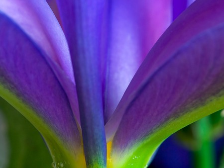 Purple petals - nature, petal, purple, flower