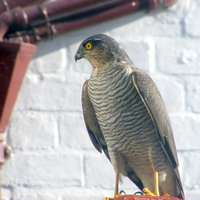 Sparrowhawk on my fence!!