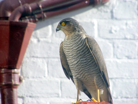 Sparrowhawk on my fence!! - surprise, stunning, birds, huge