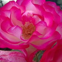 Rose Full Bloom Hot Pink