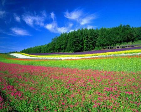 Field - sky, flowers, field, trees, nature