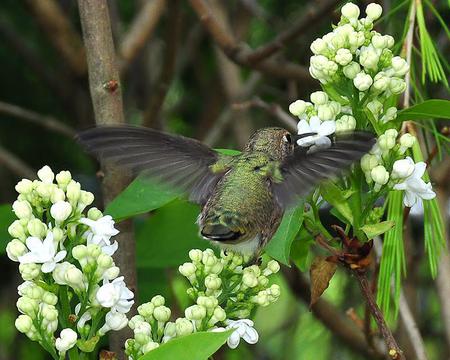 Hummingbird - hummingbird, animal, bird, flowers, trees