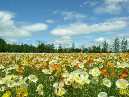 Flowers - flowers, field, nature, sky