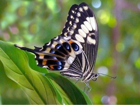 Butterfly - animal, leaves, monarch, butterfly