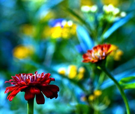 Flowers - flowers, red, nature, light