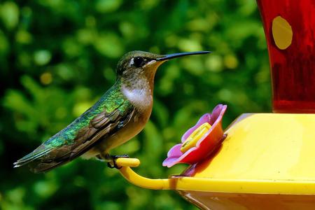 Hummingbird - feeder, hummingbird, animal, bird