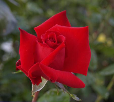 Rose - red, flower, rose, leaves, nature