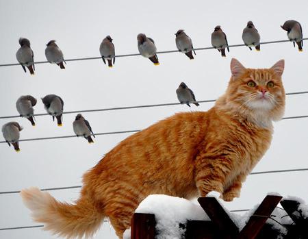 cat & birds for my friend SummerFlowers - birds, winter, red, snow, string, art photo, nice, cat