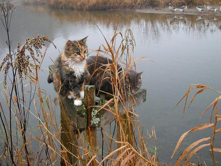 Fishing - lake, art photo, cats, nice, fishing, small, two