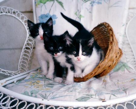 kittens - basket, kittens, table, art photo, nice, three, black white