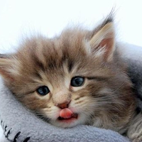 little kitty