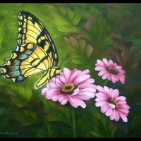 Butterfly Daisies