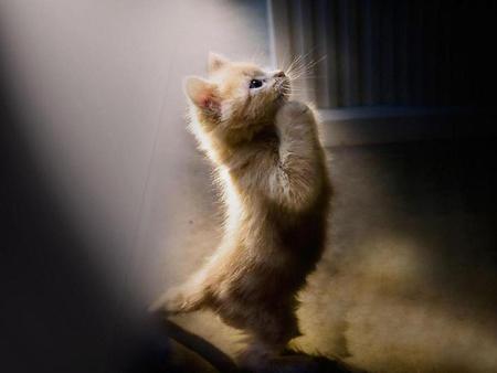 Kitty Prayer - animal, prayer, kitty, cat