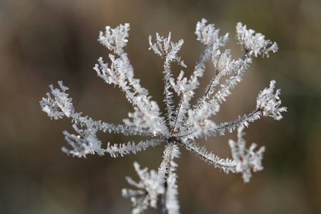 Hoar Frost - frost, ice, hoar frost, flower