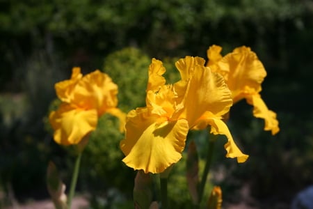 Yellow Bearded Iris