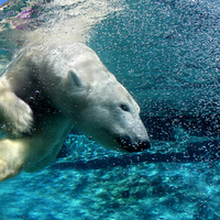 Diving polar bear