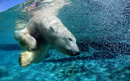 Diving polar bear - nature, animals, bear, aquarium, funny, underwater