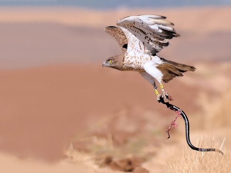 Short-toed-Eagle - eagle, prey, short-toed, snake